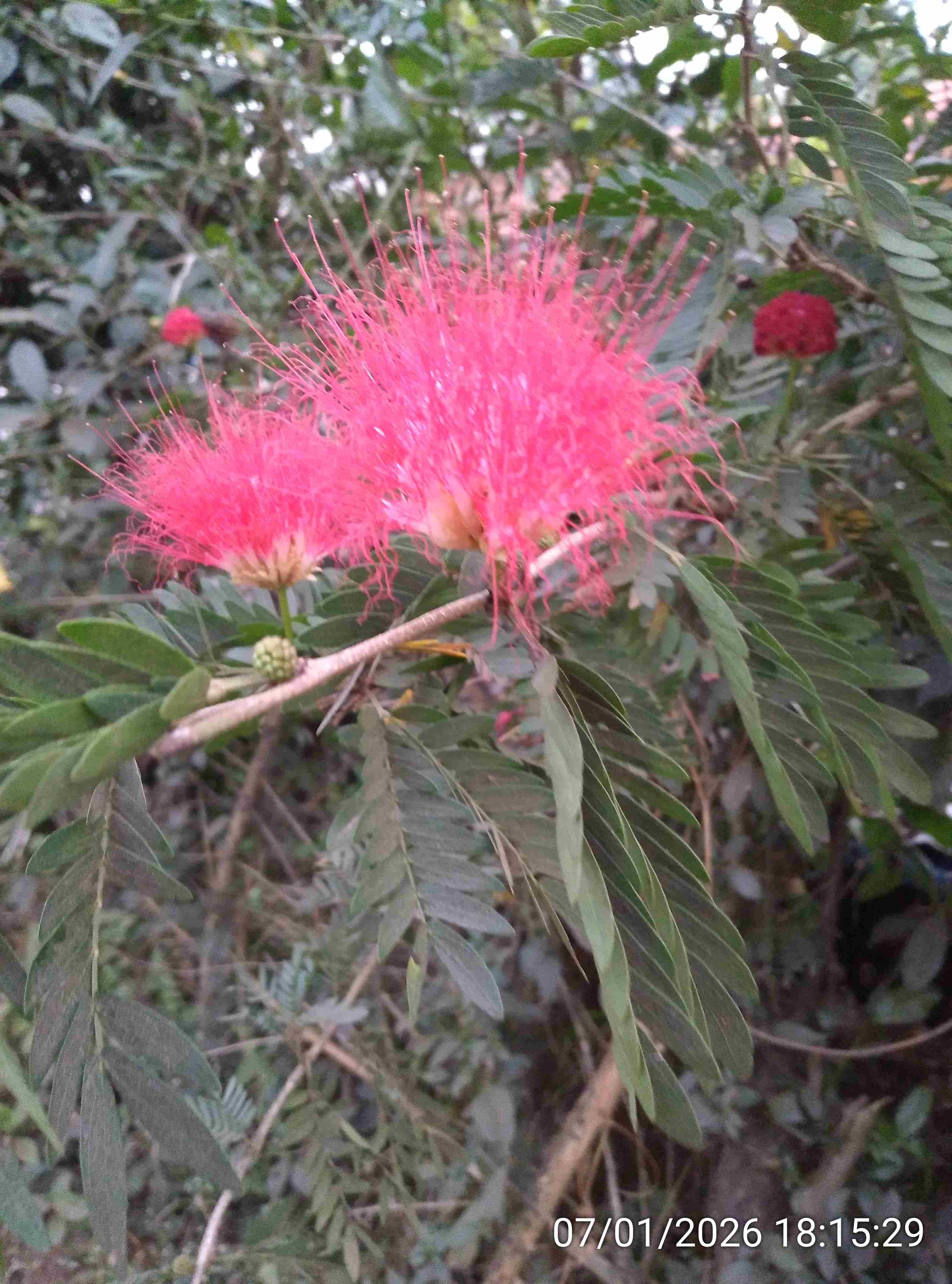 रक्तपुष्प